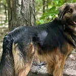 Pies do adopcji, Oborniki, 18 kwietnia 2025