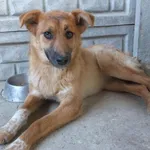 Znaleziono psa, Nowa Krępa, 16 kwietnia 2025