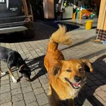 Niewielki Karmelek - młody, wesoły słodziak