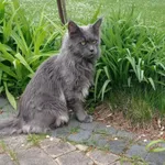 Zaginął kot, Warszawa, 10 maja 2025