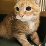 Znaleziono kota, Łódź, 8 maja 2025