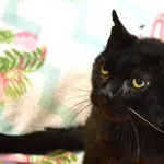 Kot do adopcji, Chełmek, 10 grudnia 2024