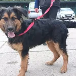 Znaleziono psa, Pieckowo, 8 maja 2025