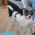 Znaleziono psa, Dąbrówka, 8 maja 2025