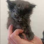 Znaleziono kota, Grudziądz, 11 maja 2025