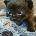 Kot do adopcji, Wolsztyn, 10 maja 2025