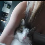 Zaginął Kot Zabrze