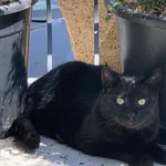 Zaginął kot, Gliwice, 11 maja 2025