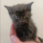 Znaleziono kota, Grudziądz, 11 maja 2025