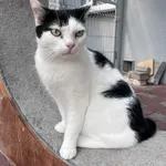 Kot do adopcji, Włocławek, 10 maja 2025