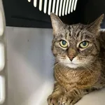 Znaleziono kota, Toruń, 9 maja 2025