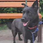 Znaleziono psa, Toruń, 9 maja 2025