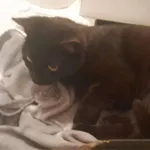 Znaleziono kota, Toruń, 8 maja 2025