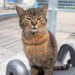 Kot do adopcji, Radom, 12 maja 2025