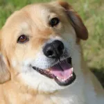 Pies do adopcji, Bełchatów, 26 lipca 2024