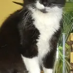 Zaginął kot, Łódź, 11 maja 2025