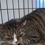 Znaleziono kota, Olsztyn, 11 maja 2025