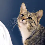 Znaleziono kota, Sosnowiec, 6 maja 2025