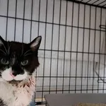 Znaleziono kota, Sosnowiec, 9 maja 2025