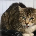 Znaleziono kota, Łódź, 11 maja 2025