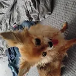 Zaginął pies, Łódź, 13 maja 2025