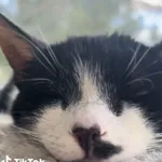 Kot do adopcji, Radom, 10 lutego 2026