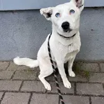 Pies do adopcji, Włocławek, 12 maja 2025