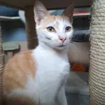 Kot do adopcji, Olsztyn, 18 kwietnia 2025