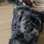 Zaginął pies, Warszawa, 13 maja 2025