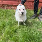 Znaleziono psa, Czartki, 13 maja 2025