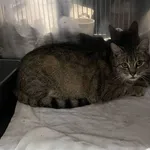 Kot do adopcji, Włocławek, 12 maja 2025