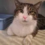 Kot do adopcji, Olsztyn, 20 kwietnia 2025