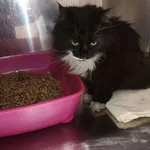 Kot do adopcji, Włocławek, 12 maja 2025