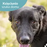 Poznajcie Księciunia – uroczego, rocznego pieska, który mimo swoich młodych lat, już przeszedł przez trudne chwile. Księciunio wrócił do schroniska po wcześniejszej adopcji, dlatego teraz szuka wyjątk