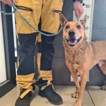 Znaleziono psa, Chełmek, 14 maja 2025