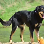 Znaleziono psa, Toruń, 13 kwietnia 2025