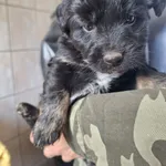 Pies do adopcji, Orzechowce, 13 maja 2025