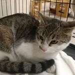 Znaleziono kota, Toruń, 11 maja 2025