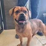 Przyjęty: 2025-05-14 Gmina: Pszczyna Płeć: Pies Opis: mieszaniec, brązowe