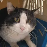 Znaleziono kota, Toruń, 10 maja 2025