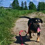 Rejs z Przytuliska w Wolsztynie szuka domu :) Psiak został znaleziony 12 kwietnia 2025r. podczas imprezy Wrak Race w Kębłowie. Był zadbany, miał założoną obrożę. Wyglądało na to, że komuś uciekł. Pomi