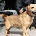 Znaleziono psa, Łódź, 14 maja 2025