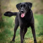 Portos - wesoły, przyjazny LABek mi