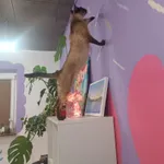 Zaginął kot, Łódź, 15 maja 2025