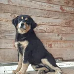 Pies do adopcji, Orzechowce, 14 maja 2025