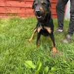 Znaleziono psa, Czartki, 15 maja 2025