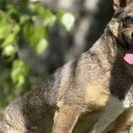 Imię: Żaba Chip: 616093901420969 Płeć : Samica Wiek: styczeń 2020 Wielkość: mała Dzieci: w wieku szkolnym Kastracja/sterylizacja: tak Inne Psy: akceptuje inne psy Charakter: Żaba to psiak który potrze