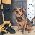 Znaleziono psa, Chełmek, 14 maja 2025