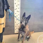 Znaleziono psa, Chełmek, 15 maja 2025