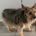 Znaleziono psa, Lublin, 14 maja 2025